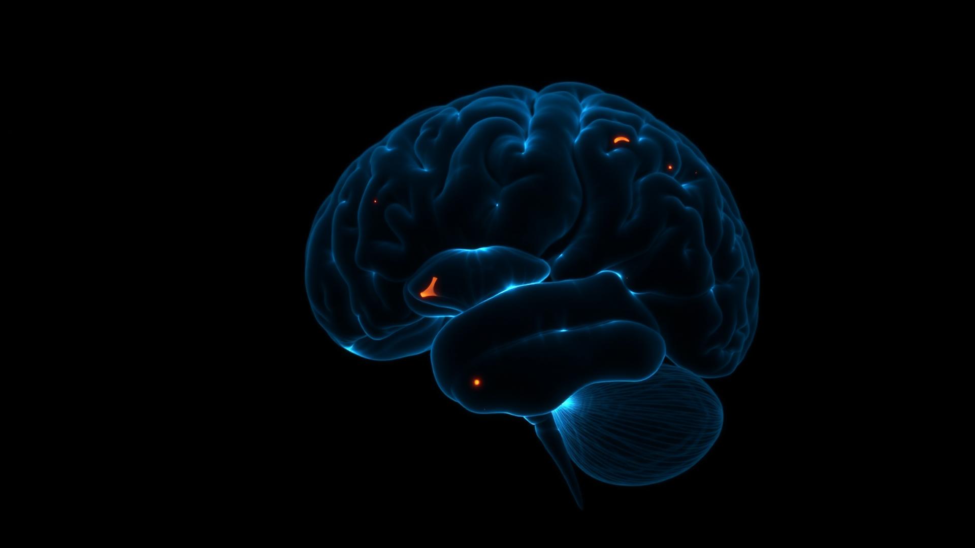 Editorial brain imaging visualization with subtle highlighted regions